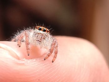 Close-up of spider on hand