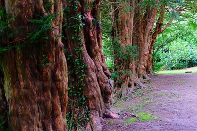 Trees growing in forest