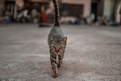 Portrait of cat on footpath