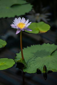 Close-up of water lily in lake