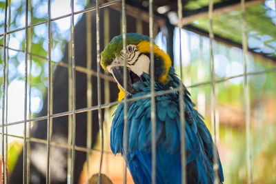 Close-up of blue parrot perching in cage