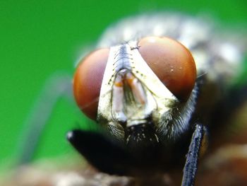 Close-up of fly