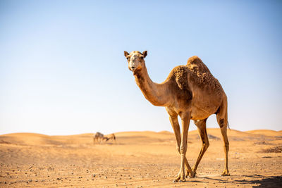 Camels in desert