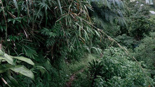 Scenic view of forest