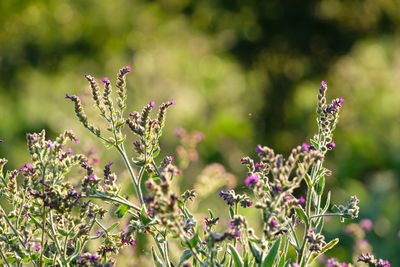 Close-up of purple flowering plant