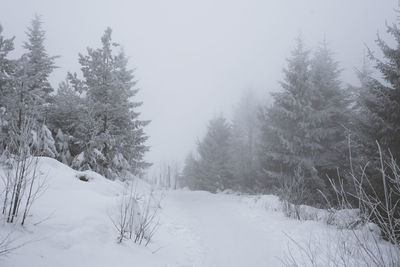 Snow covered trees in forest against sky