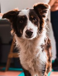 Close-up of dog