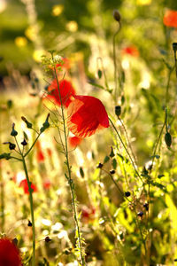 Close-up of poppy flowers