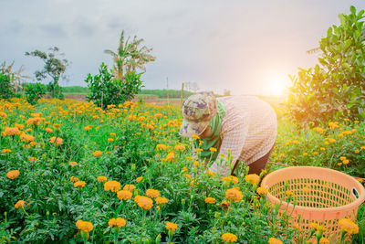Woman plucking flowers from field against sky