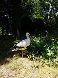 Bird perching on a field