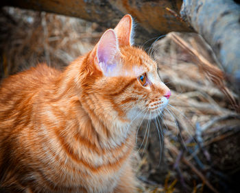 The beautiful red cat bobtail. close up