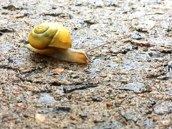 Close-up of snail on land