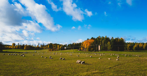 Sheep grazing on field against sky  in autumn
