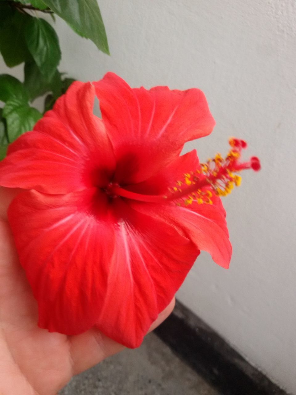 flower, freshness, flower head, petal, fragility, red, close-up, beauty in nature, single flower, vibrant color, hibiscus, growth, bloom, nature, stamen, blossom, daisy, in bloom, botany, pistil, flower arrangement, springtime, red color, softness, pollen, focus on foreground