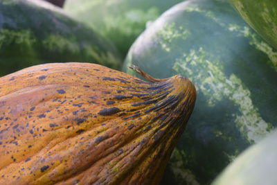 Close-up of pumpkin and watermelons