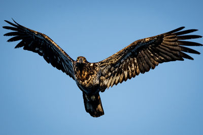 Low angle view of eagle flying against sky