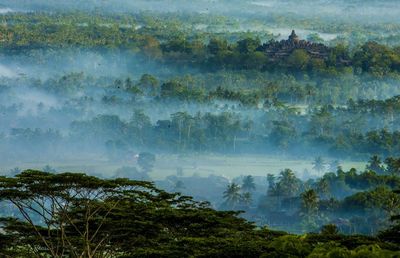 Reflection of trees in water