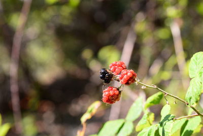 Close-up of ladybug on plant