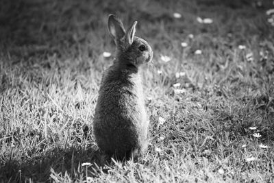 Young rabbit sitting on field