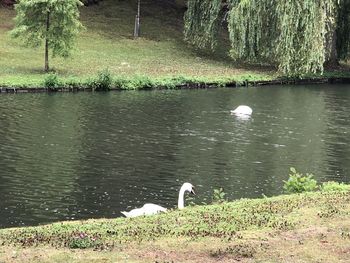 View of swan in lake