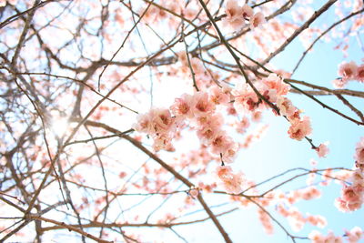 Low angle view of cherry blossoms on tree