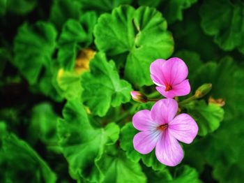Close-up of pink flowering plant