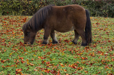 Horse grazing in a field