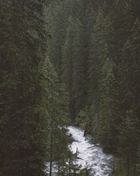 Scenic view of forest