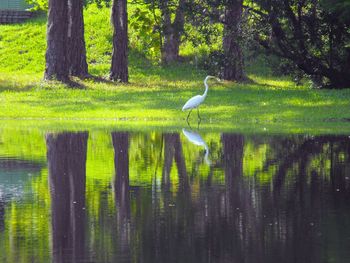 Birds in calm lake