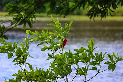 Close-up of plant growing outdoors