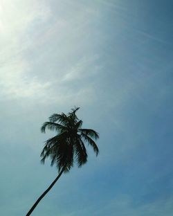 Low angle view of palm trees against sky