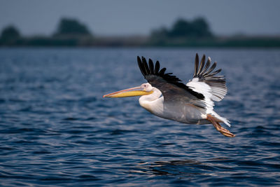 Bird flying over lake