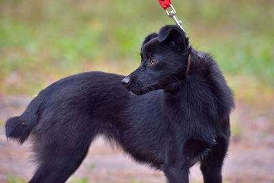 Black dog looking away