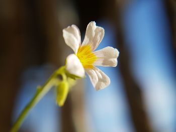 Close-up of flower against blurred background