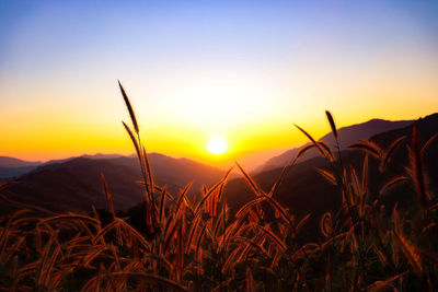 Close-up of silhouette plants on field against sunset sky