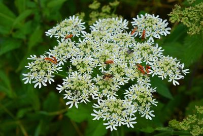 Close-up of plant