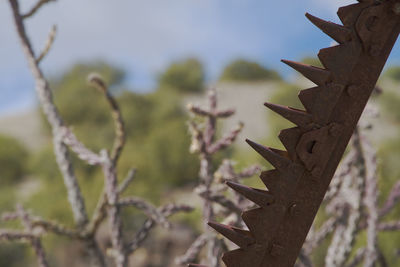 Close-up of lizard on branch against sky
