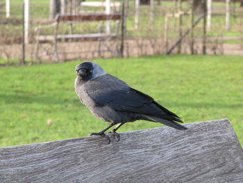 Close-up of bird perching on wood