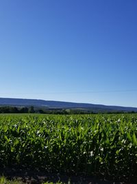 Scenic view of agricultural field against clear blue sky