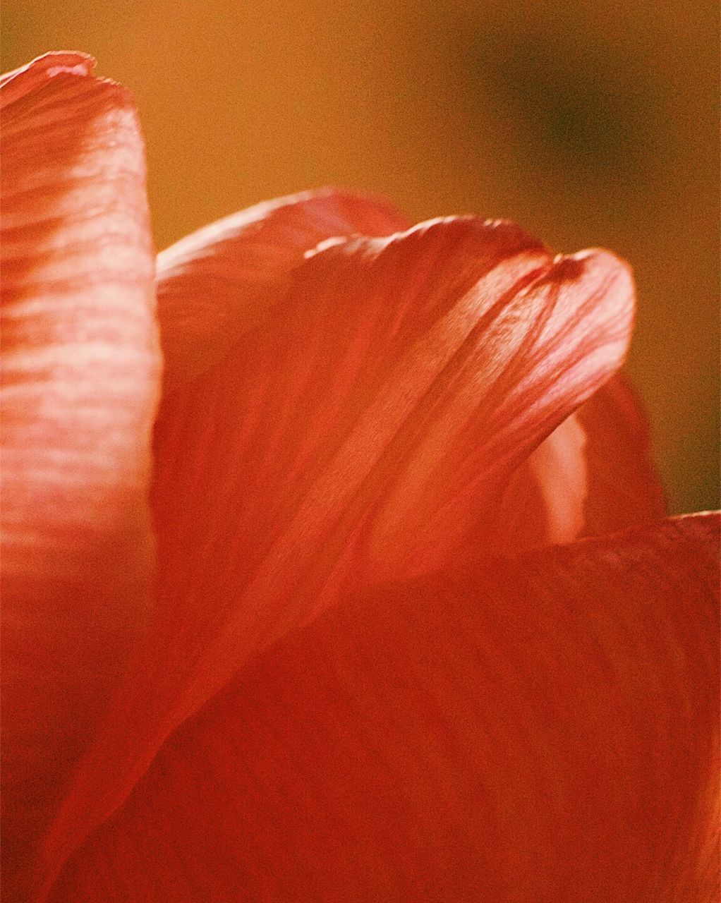 CLOSE-UP OF RED FABRIC