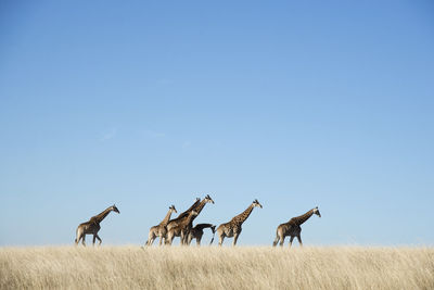 Journey of giraffe