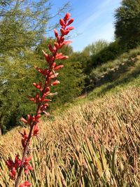 Close-up of fresh plants on field against sky