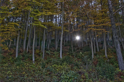 Trees in forest at night