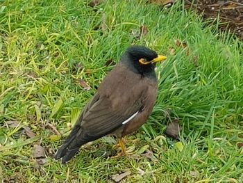 Close-up of owl perching on grass