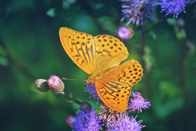 Close-up of butterfly pollinating on purple flower