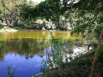Reflection of trees on water