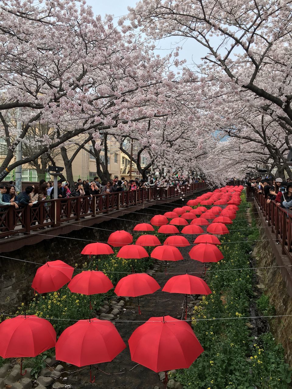 PINK CHERRY BLOSSOMS IN SPRING