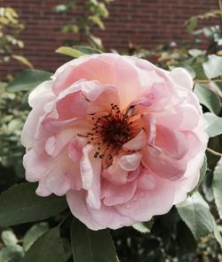 Close-up of pink flowers