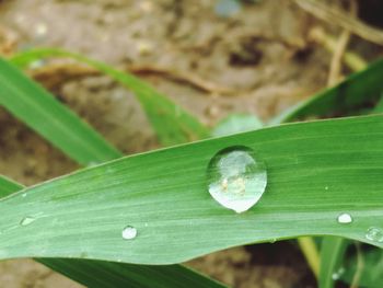 Close-up of water drops on leaves