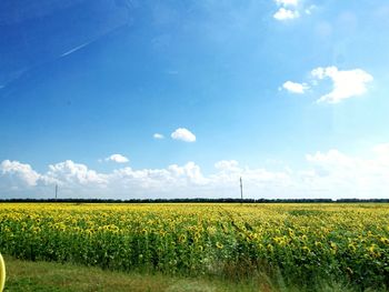 Scenic view of yellow flower field against sky